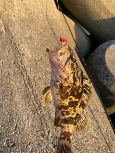 タケノコメバルの釣果