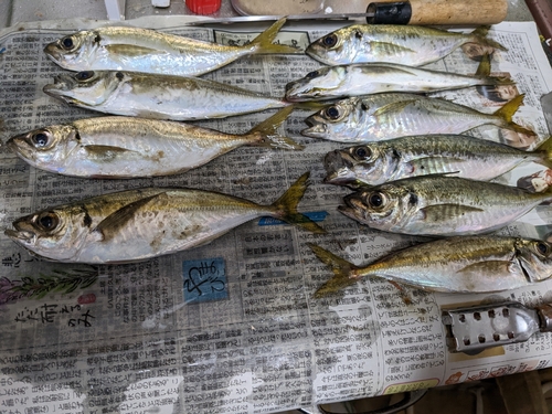 アジの釣果