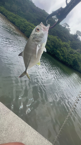 メッキの釣果