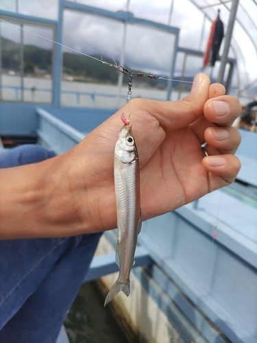 ワカサギの釣果