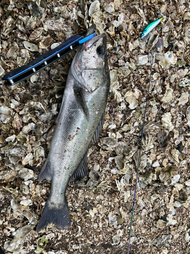 シーバスの釣果