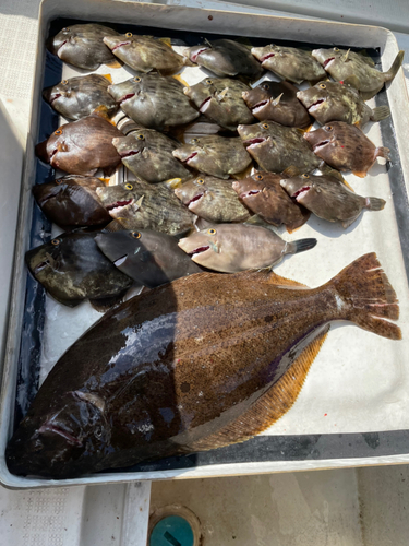 カワハギの釣果