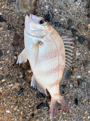 チャリコの釣果