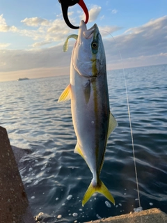 ハマチの釣果