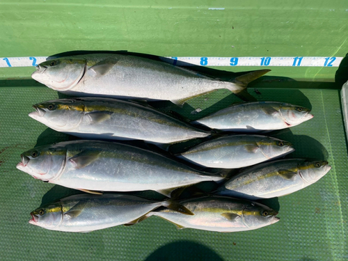 ブリの釣果