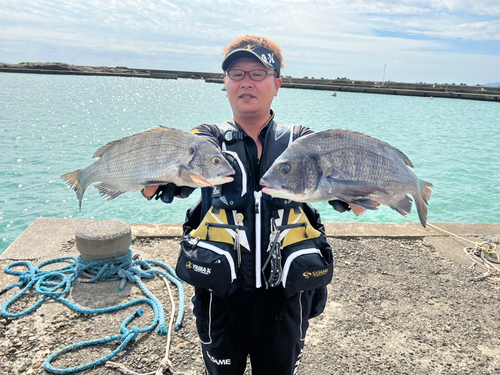 クロダイの釣果