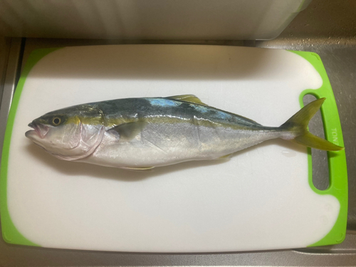 イナダの釣果