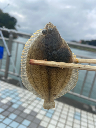 カレイの釣果