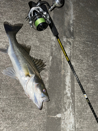 シーバスの釣果