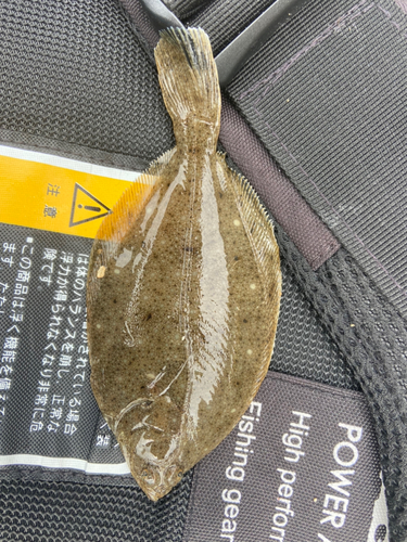 カレイの釣果