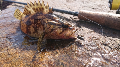 タケノコメバルの釣果