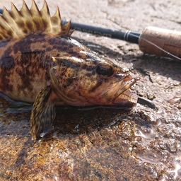 タケノコメバル