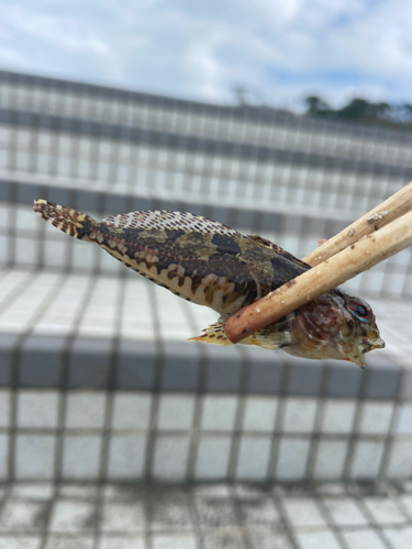 カジカの釣果