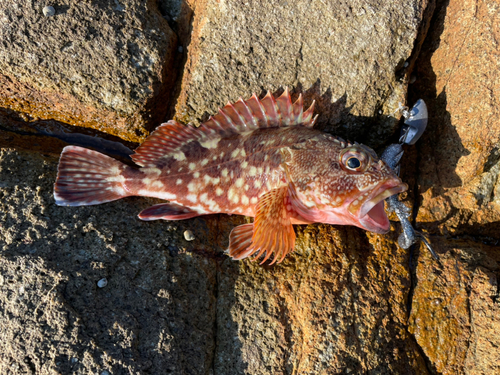 カサゴの釣果