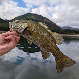 スモールマウスバス