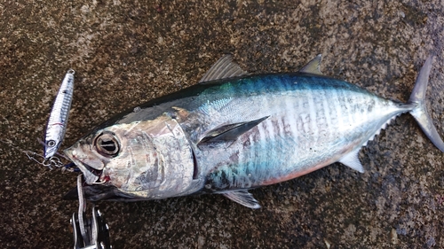 マグロの釣果