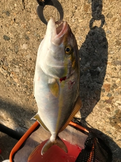 ショゴの釣果