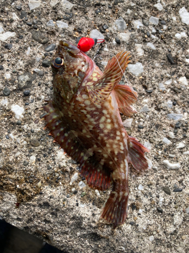 カサゴの釣果