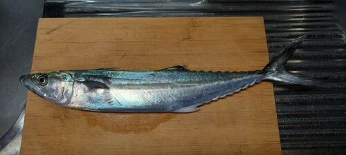 サゴシの釣果