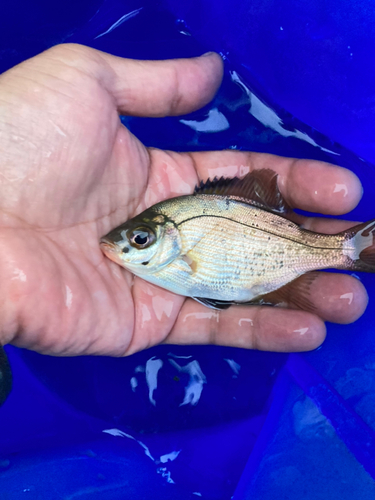 ウミタナゴの釣果