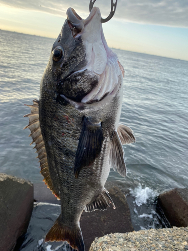 クロダイの釣果