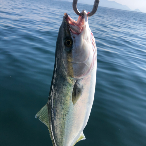 ハマチの釣果