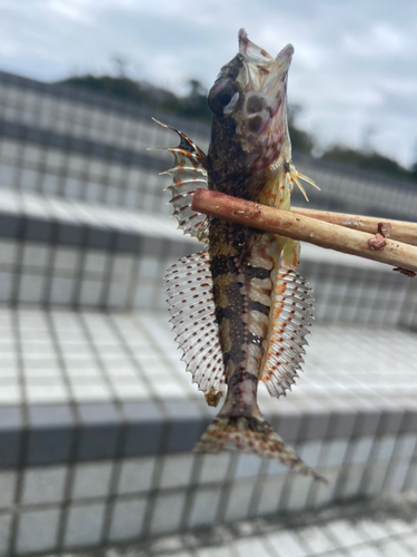 アサヒアナハゼの釣果