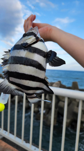 イシダイの釣果