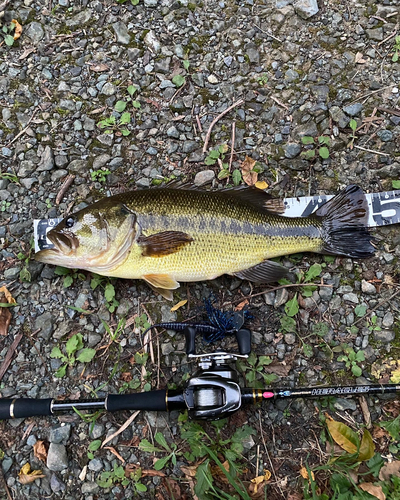 ブラックバスの釣果