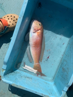 シロアマダイの釣果