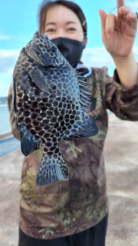 イシガキダイの釣果