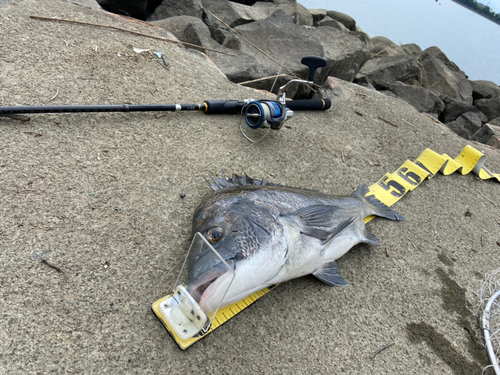 クロダイの釣果