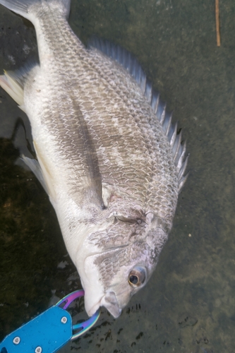 キビレの釣果