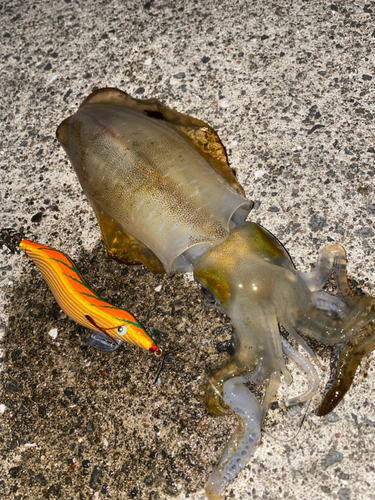 アオリイカの釣果