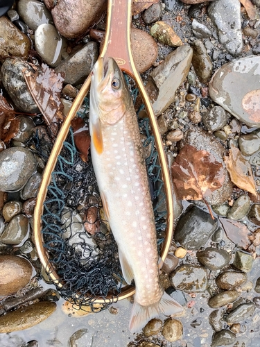 アメマスの釣果