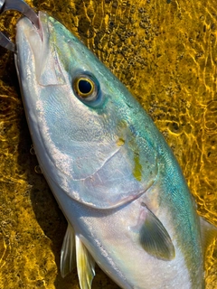 ハマチの釣果