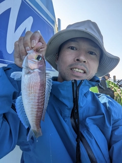 アマダイの釣果