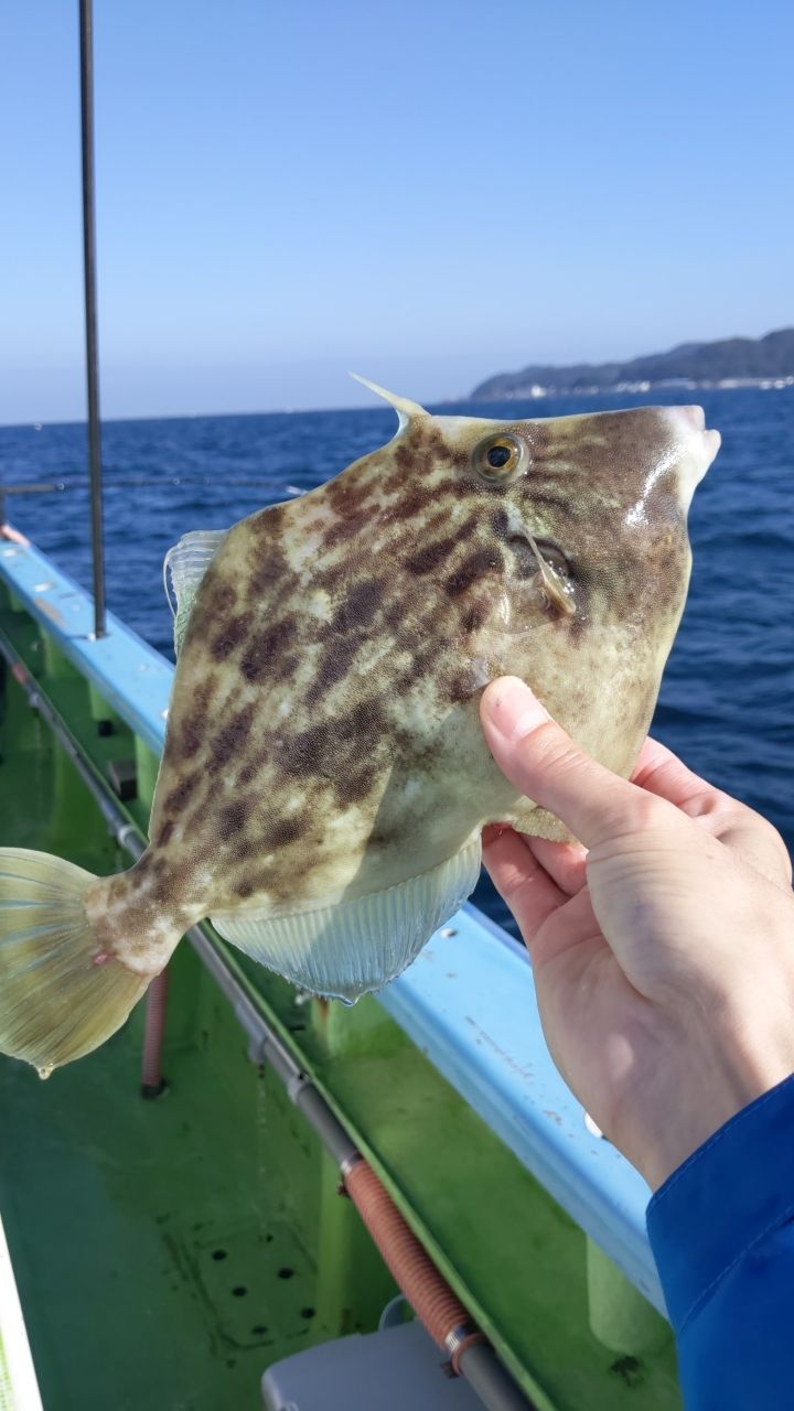 みやもんもんさんの釣果 2枚目の画像