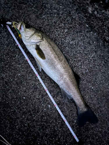 スズキの釣果