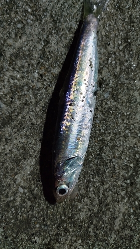 ウルメイワシの釣果