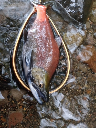 ヒメマスの釣果