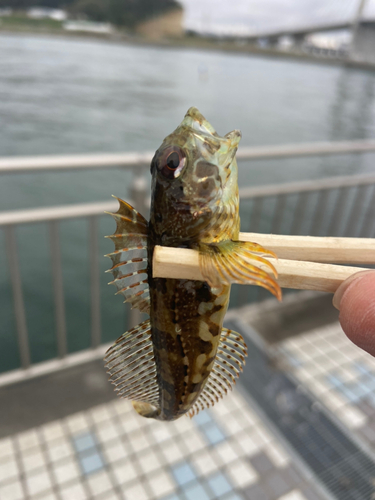 アサヒアナハゼの釣果