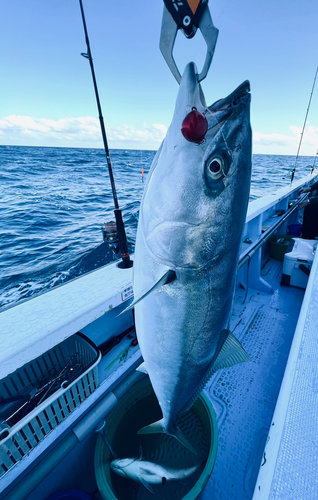 ワラサの釣果