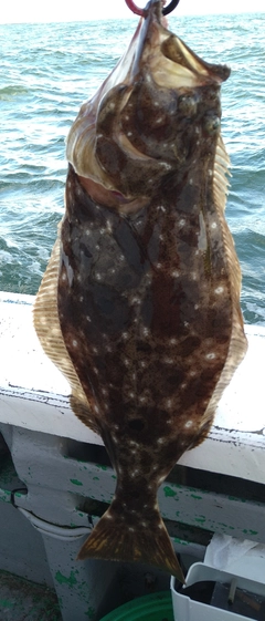 ヒラメの釣果