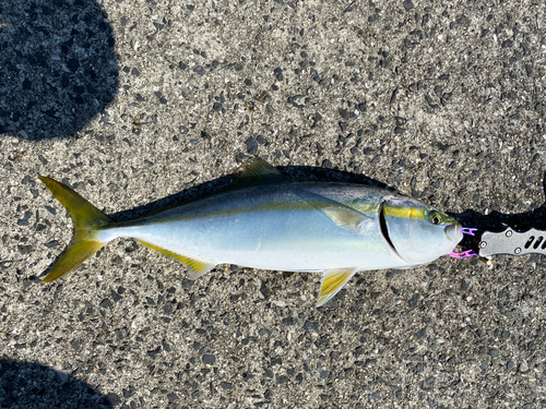 ヤズの釣果