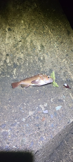 エゾメバルの釣果