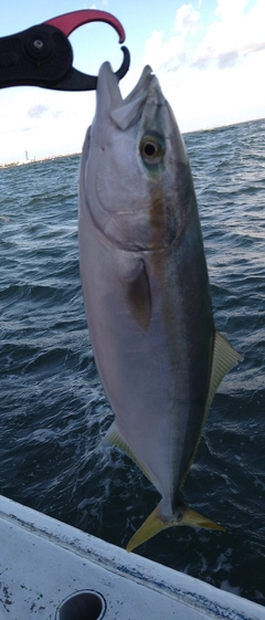 イナダの釣果