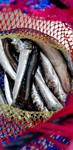 イワシの釣果