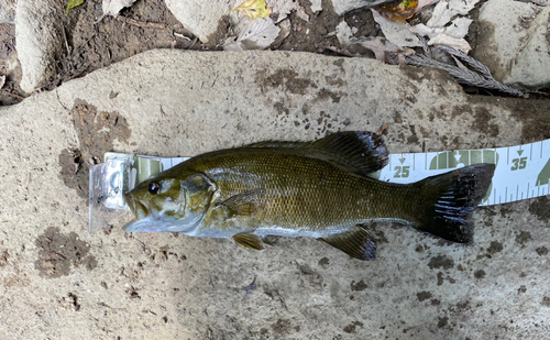 スモールマウスバスの釣果