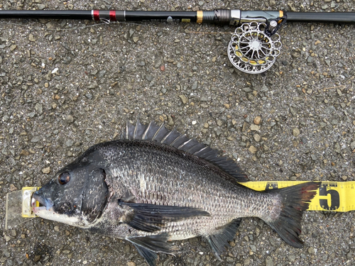 クロダイの釣果